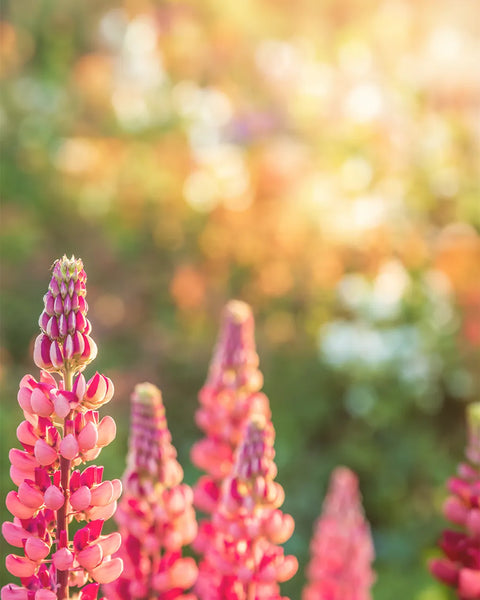 Lupinen im Sonnenuntergang